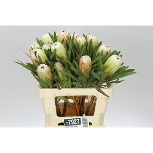 Protea White Night