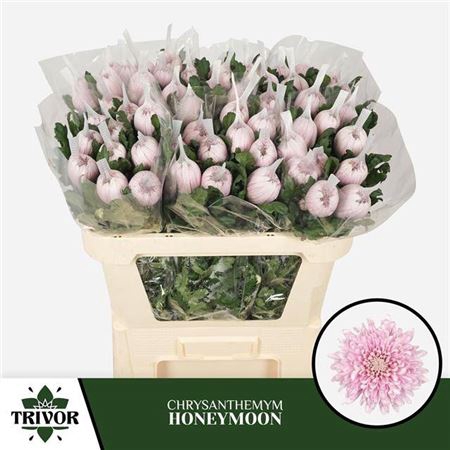 <h4>Chrysanthemum (Indicum Grp) eboutonné Honeymoon</h4>