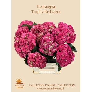 Hydrangea mag trophy