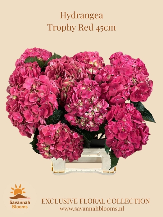 <h4>Hydrangea mag trophy</h4>