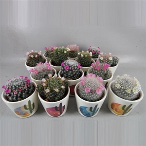 Cactus bloeiend