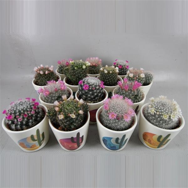 <h4>Cactus bloeiend</h4>