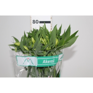 ALSTROEMERIA AKEMI 080 CM