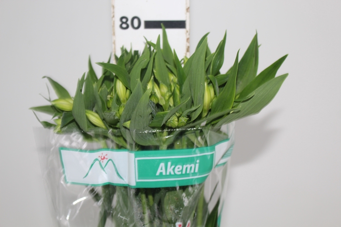 ALSTROEMERIA AKEMI 080 CM