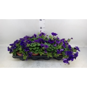 Petunia  'Famous Blue'