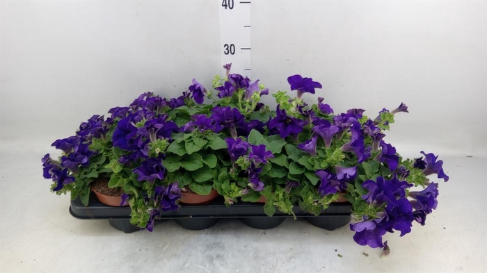 <h4>Petunia  'Famous Blue'</h4>