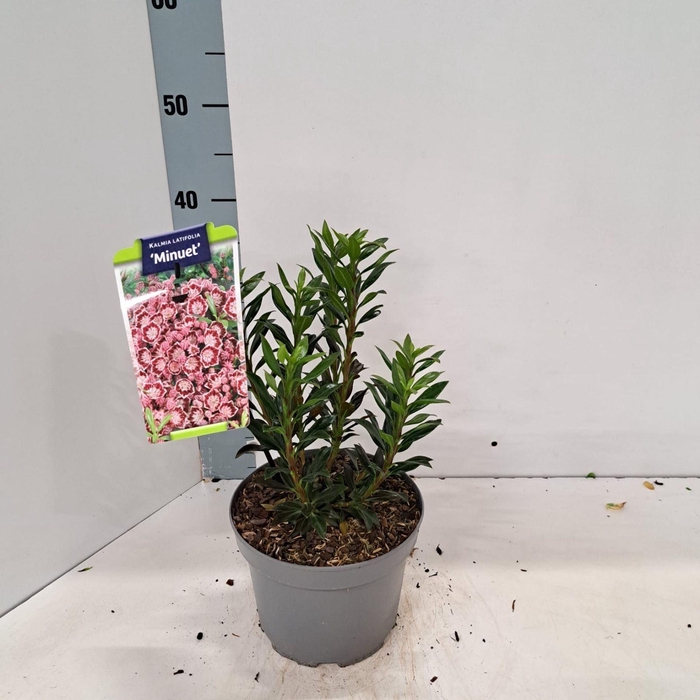 <h4>Kalmia latifolia</h4>