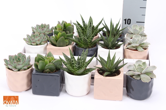 <h4>SUCC GEM 5 SRT</h4>