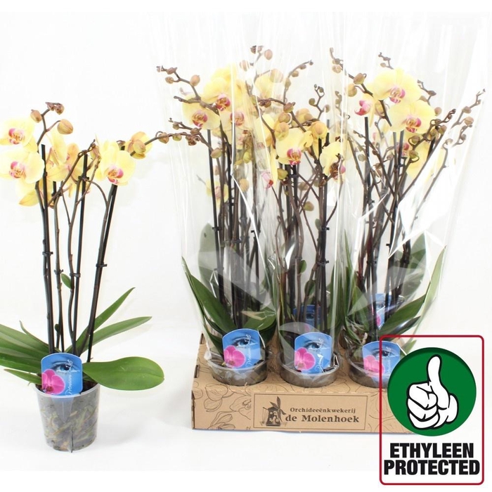 <h4>PHAL DESERT BREEZE</h4>