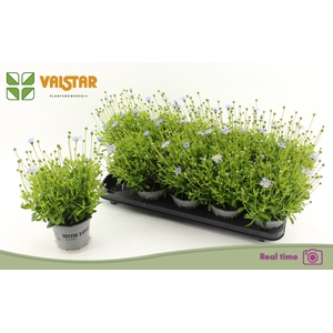 FELI AM FELICIT BLUE