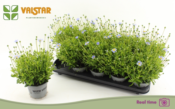 <h4>FELI AM FELICIT BLUE</h4>