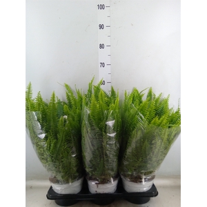 Nephrolepis exal. 'Sonata'