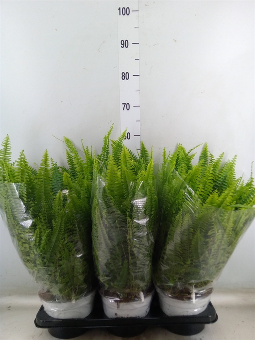 <h4>Nephrolepis exal. 'Sonata'</h4>