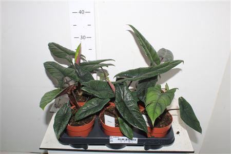 <h4>Aloc Scalprum</h4>