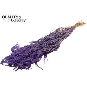 Hang Amaranthus ±70cm p/bunch Milka