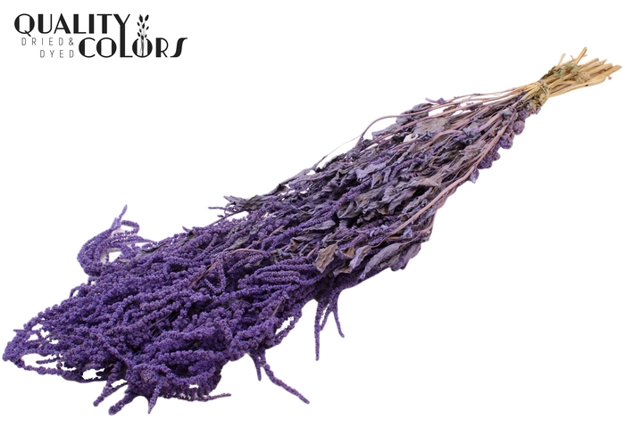 Hang Amaranthus ±70cm p/bunch Milka
