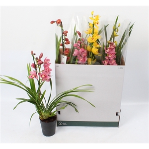 Cymbidium mix 1 tak open bloem