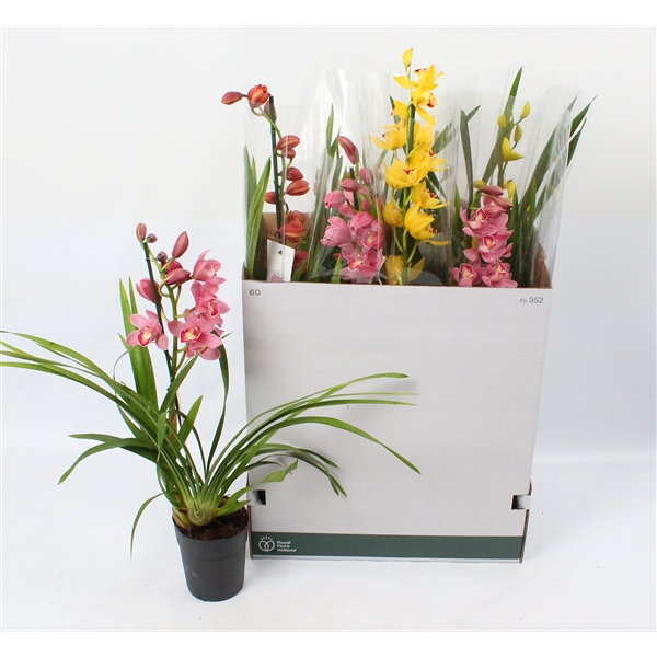 <h4>Cymbidium mix 1 tak open bloem</h4>