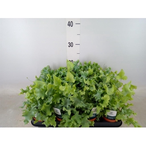 Phlebodium aureum 'Davana'