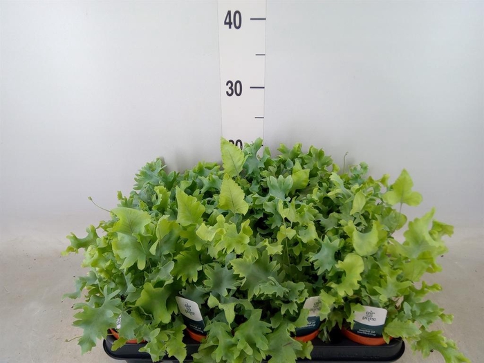 <h4>Phlebodium aureum 'Davana'</h4>