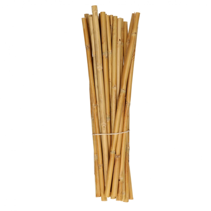 <h4>Droogdeco Canna 40cm x25</h4>