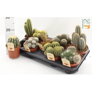 CACTUS GEM