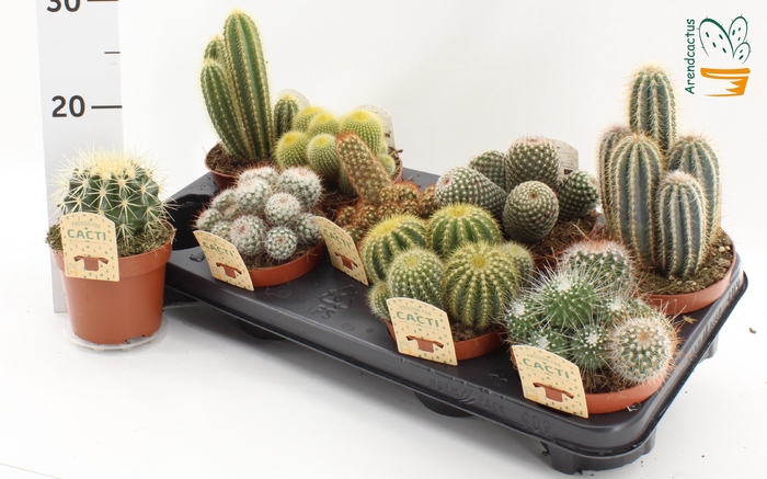 <h4>CACTUS GEM</h4>
