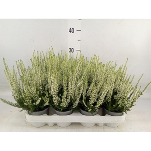 Calluna vulg. 'Beauty L Verenka'