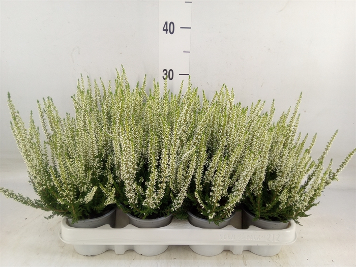<h4>Calluna vulg. 'Beauty L Verenka'</h4>