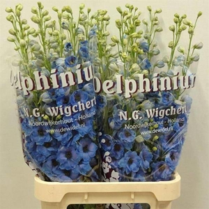 Delph Dewi Blue Smile Wigchert