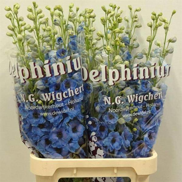 <h4>Delph Dewi Blue Smile Wigchert</h4>
