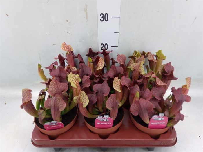 <h4>Sarracenia   ...</h4>