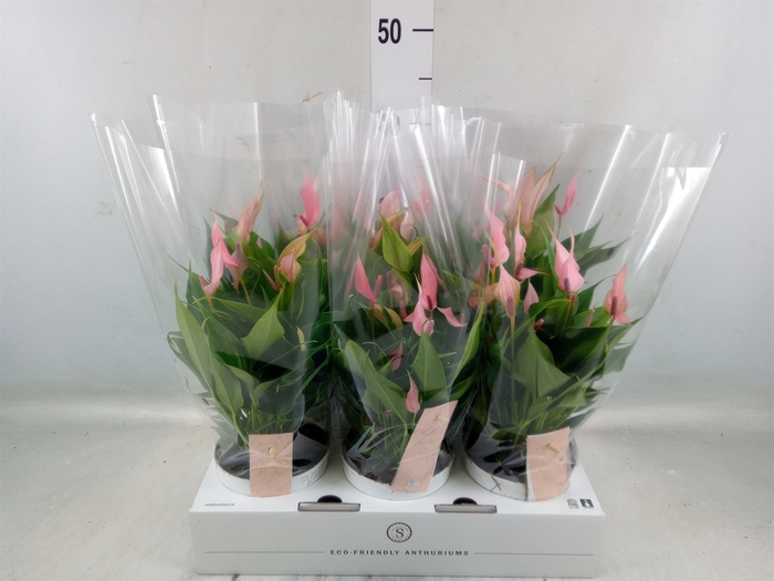 <h4>Anthurium andr. 'Lilli'</h4>