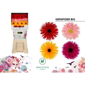 Gerbera Spider Mix Spider Diamond