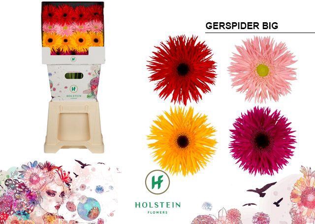<h4>Gerbera Spider Mix Spider Diamond</h4>