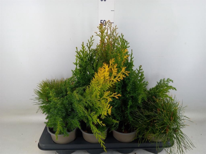 <h4>Conifers   ...mix</h4>