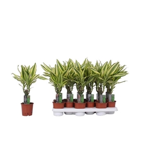 Dracaena fragrans Yellow Coast
