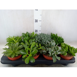 Succulents   ...mix 6