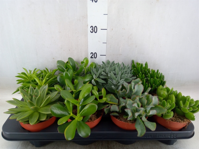 <h4>Succulents   ...mix 6</h4>