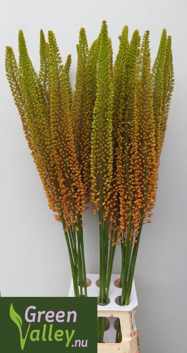 <h4>EREMURUS EMMY RO</h4>