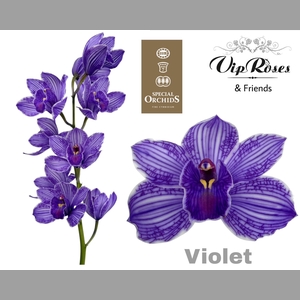 CYMB DYED VIOLET