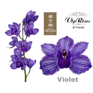 Cymb Dyed Violet