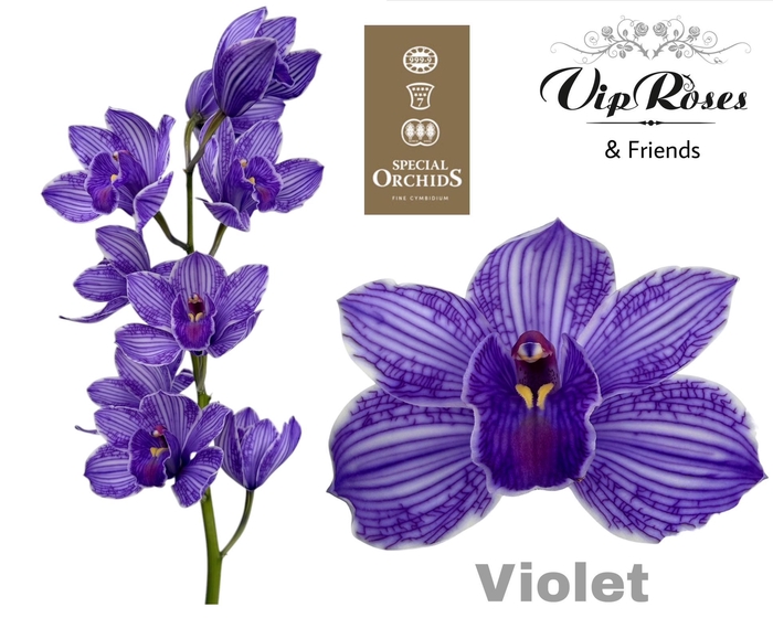 <h4>CYMB DYED VIOLET</h4>