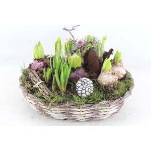 arr4 Bollenmix VL - Schaal mand 338/2