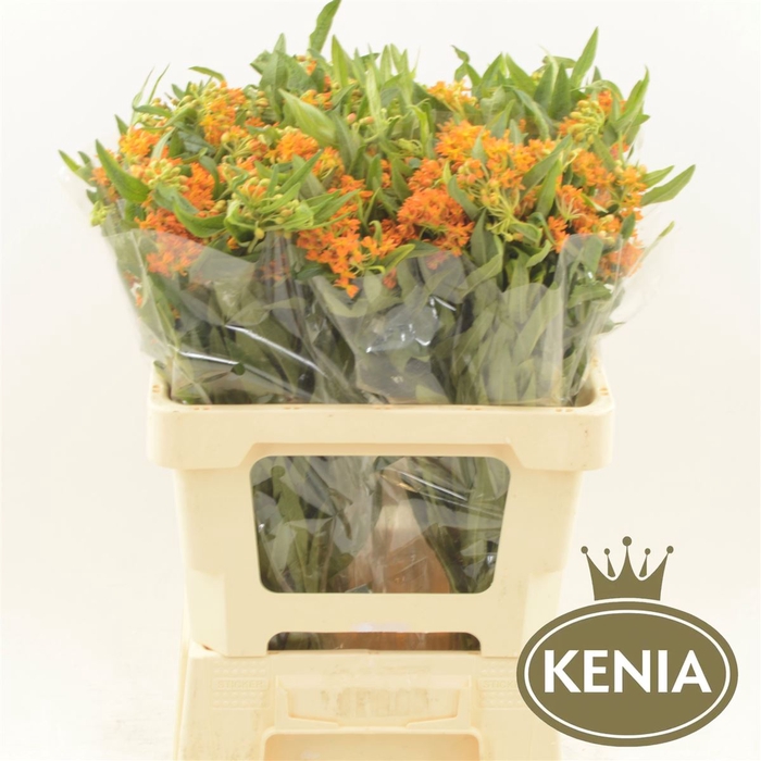 <h4>Asclepias Tuberosa</h4>