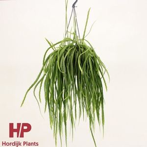 Lepismium bolivianum