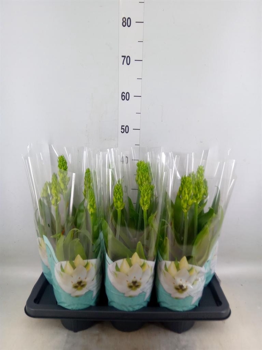 <h4>Ornithogalum thyrs.</h4>