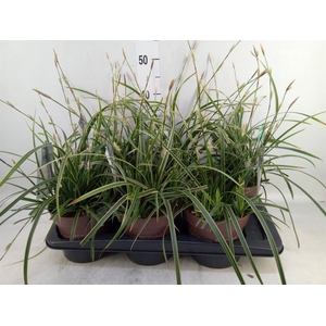 Carex morrowii 'Ice Dance'