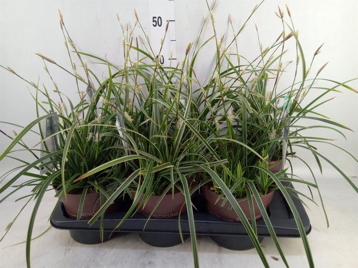 <h4>Carex morrowii 'Ice Dance'</h4>