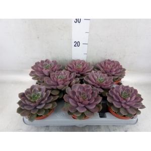 Echeveria   ...